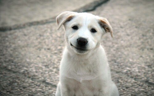 dogs2_0586.jpg