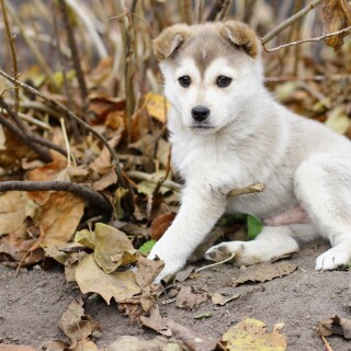 dogs2_0592