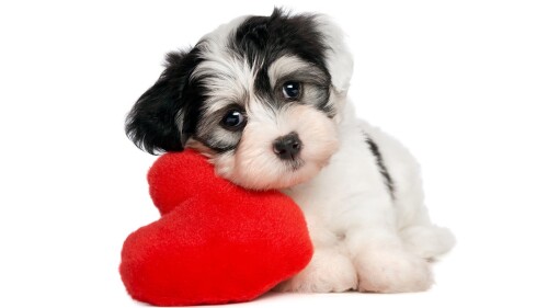 dogs2_0598.jpg