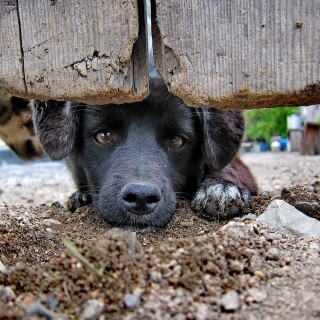 dogs2_0601