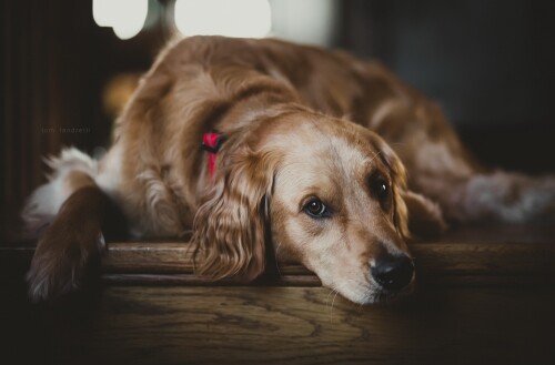 dogs2 0612