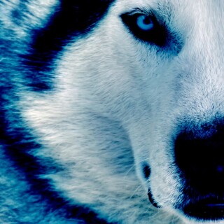 dogs2_0614
