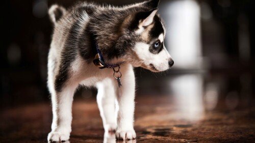 dogs2_0631.jpg