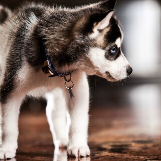 dogs2_0631