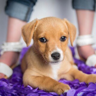 dogs2_0632
