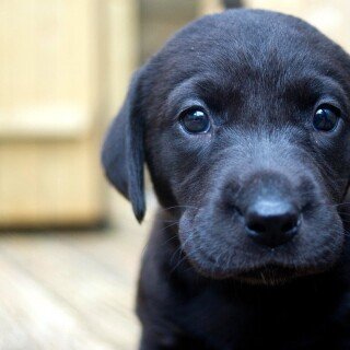 dogs2_0638