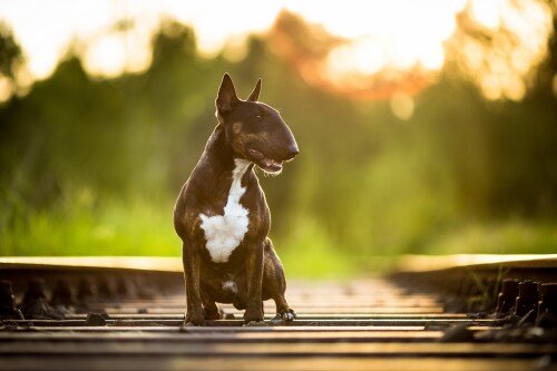 dogs2_0652.jpg