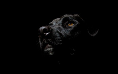 dogs2_0653.jpg