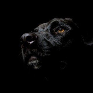 dogs2_0653