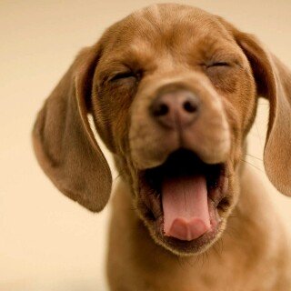 dogs2_0655