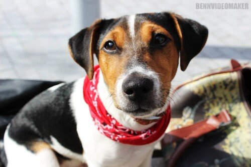 dogs2_0670.jpg