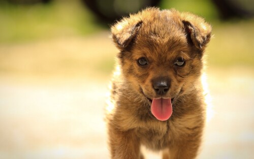 dogs2_0671.jpg
