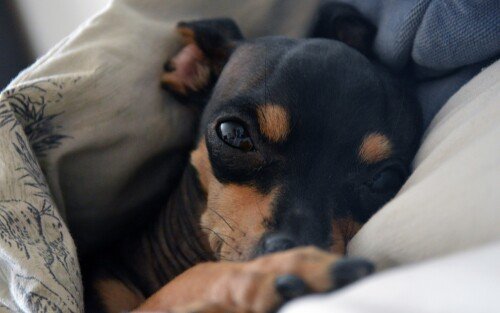 dogs2_0674.jpg