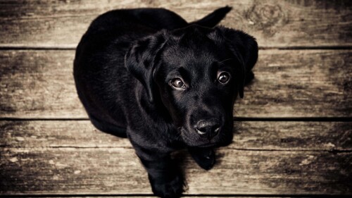 dogs2_0675.jpg