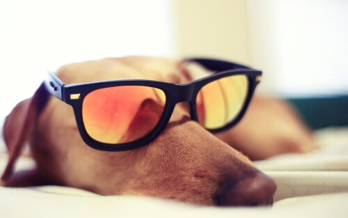 dogs2_0687.jpg