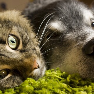 dogs2_0689
