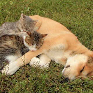 dogs2_0694