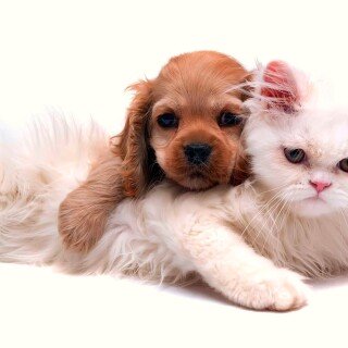 dogs2_0702