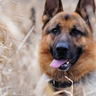 dogs2_0704