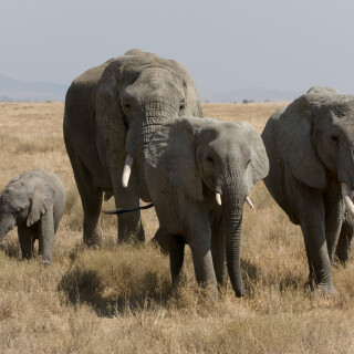 Baby-Animal_0028