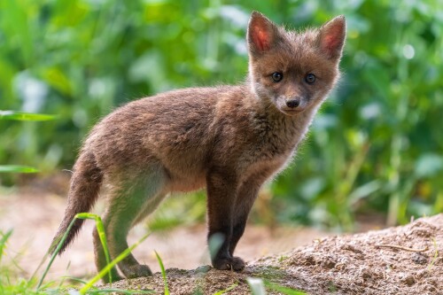 Baby-Animal_0030.jpg
