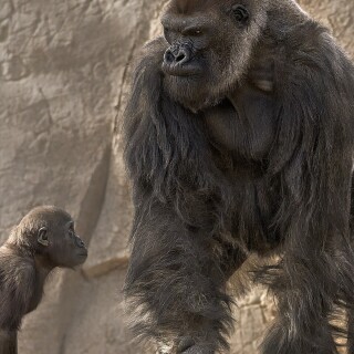 Baby-Animal_0062