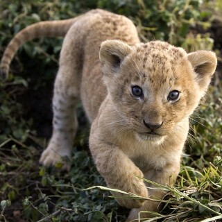 Baby-Animal_0065