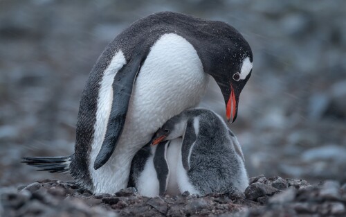 Baby-Animal_0097.jpg