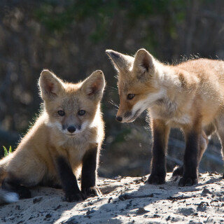 Baby-Animal_0099