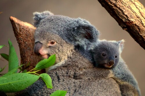 Baby-Animal_0103.jpg