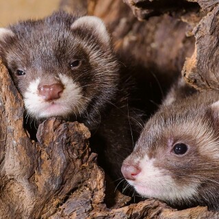 Baby-Animal_0119