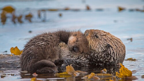 Baby-Animal_0125.jpg
