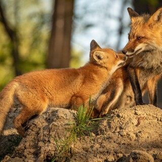 Baby-Animal_0134