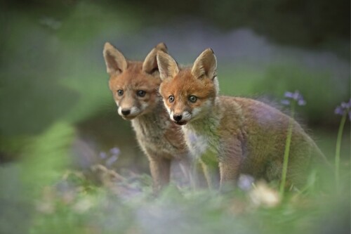 Baby-Animal_0141.jpg