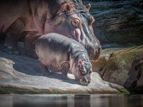 Baby-Animal_0146.jpg