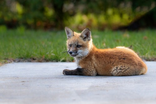 Baby-Animal_0161.jpg