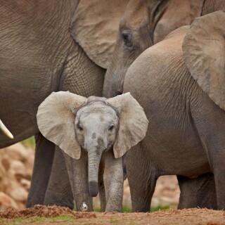 Baby-Animal_0181