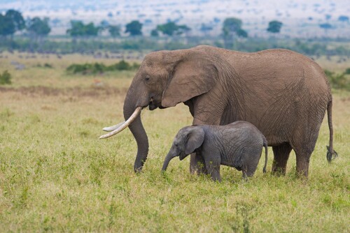 Baby-Animal_0188.jpg