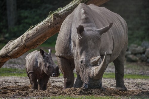 Baby-Animal_0198.jpg