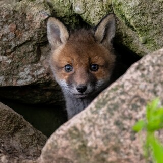Baby-Animal_0201