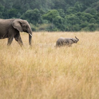 Baby-Animal_0202