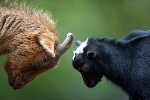 Baby-Animal_0223.jpg