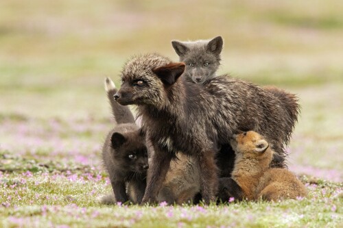 Baby-Animal_0229.jpg