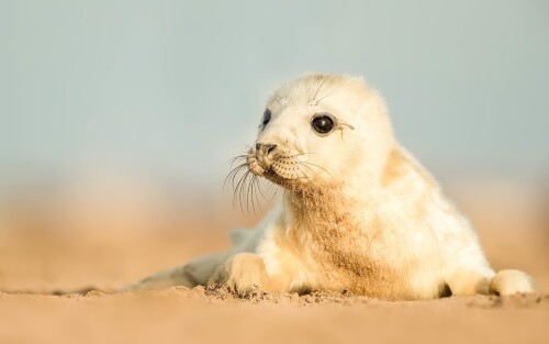 Baby-Animal_0245.jpg