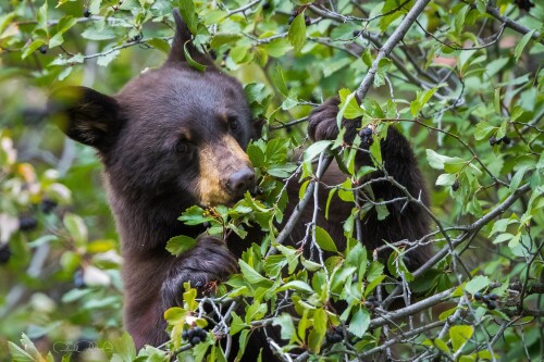 Baby-Animal_0248.jpg
