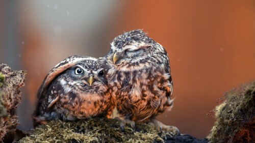 Baby-Animal_0272.jpg