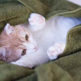 Baby-Animal_0281
