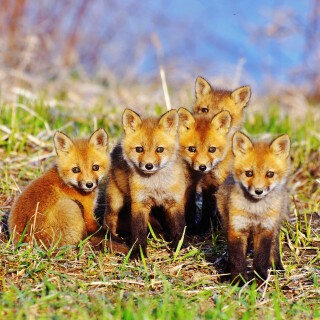 Baby-Animal_0293