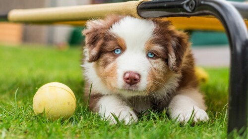 Baby-Animal_0300.jpg