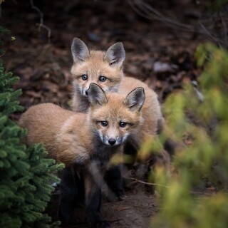 Baby-Animal_0315